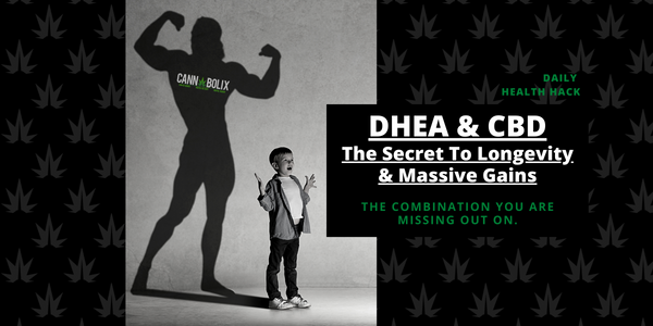 DHEA & CBD THE SECRET TO LONGEVITY & MASSIVE GAINS CANNABOLIS